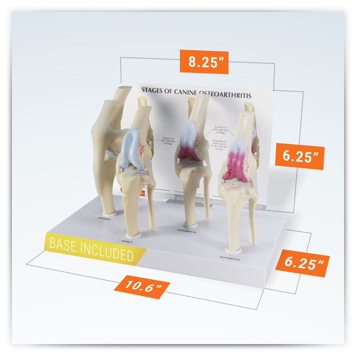 4-Stage Canine Knee Model Set