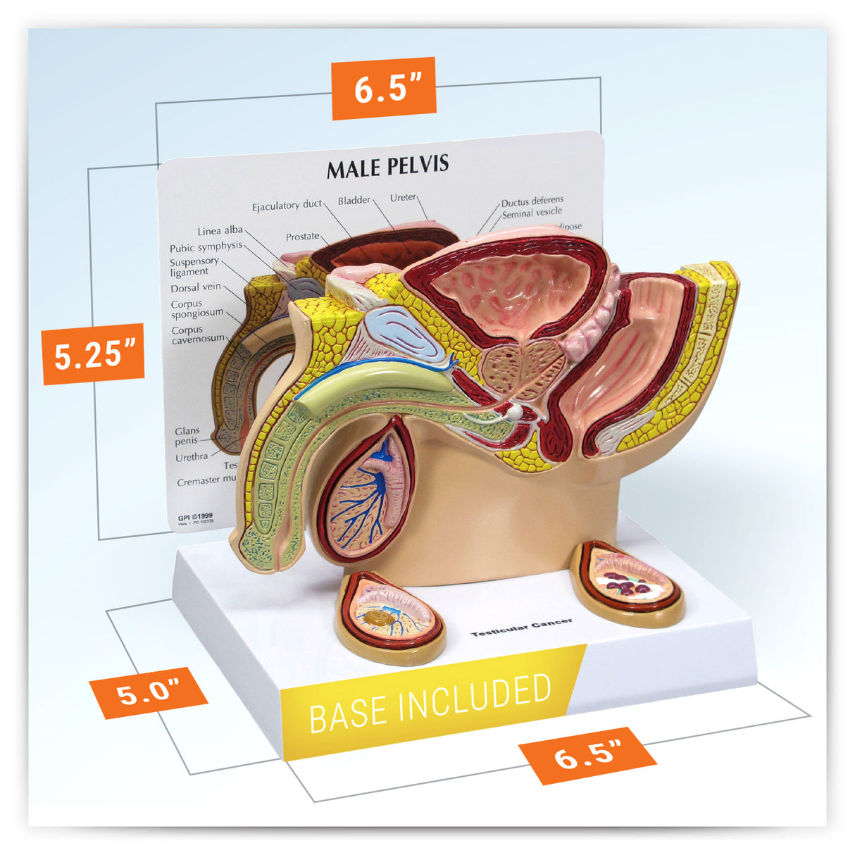 Male Pelvis Model with Testicles
