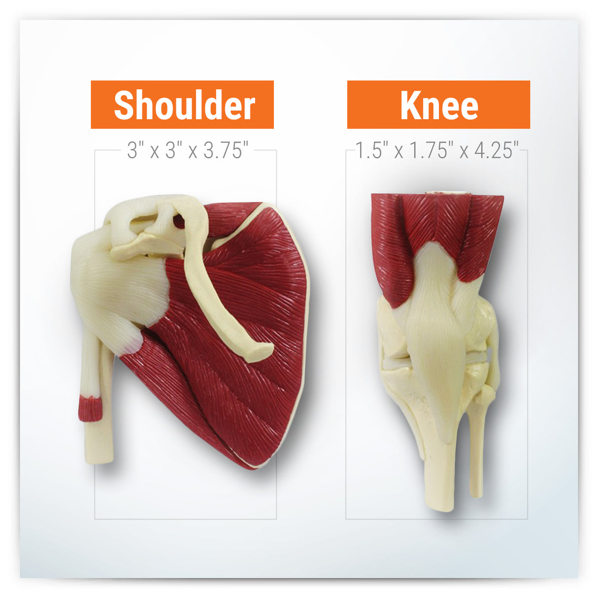 Mini-Muscled Joint Model with Hip, Shoulder, Knee, and Elbow