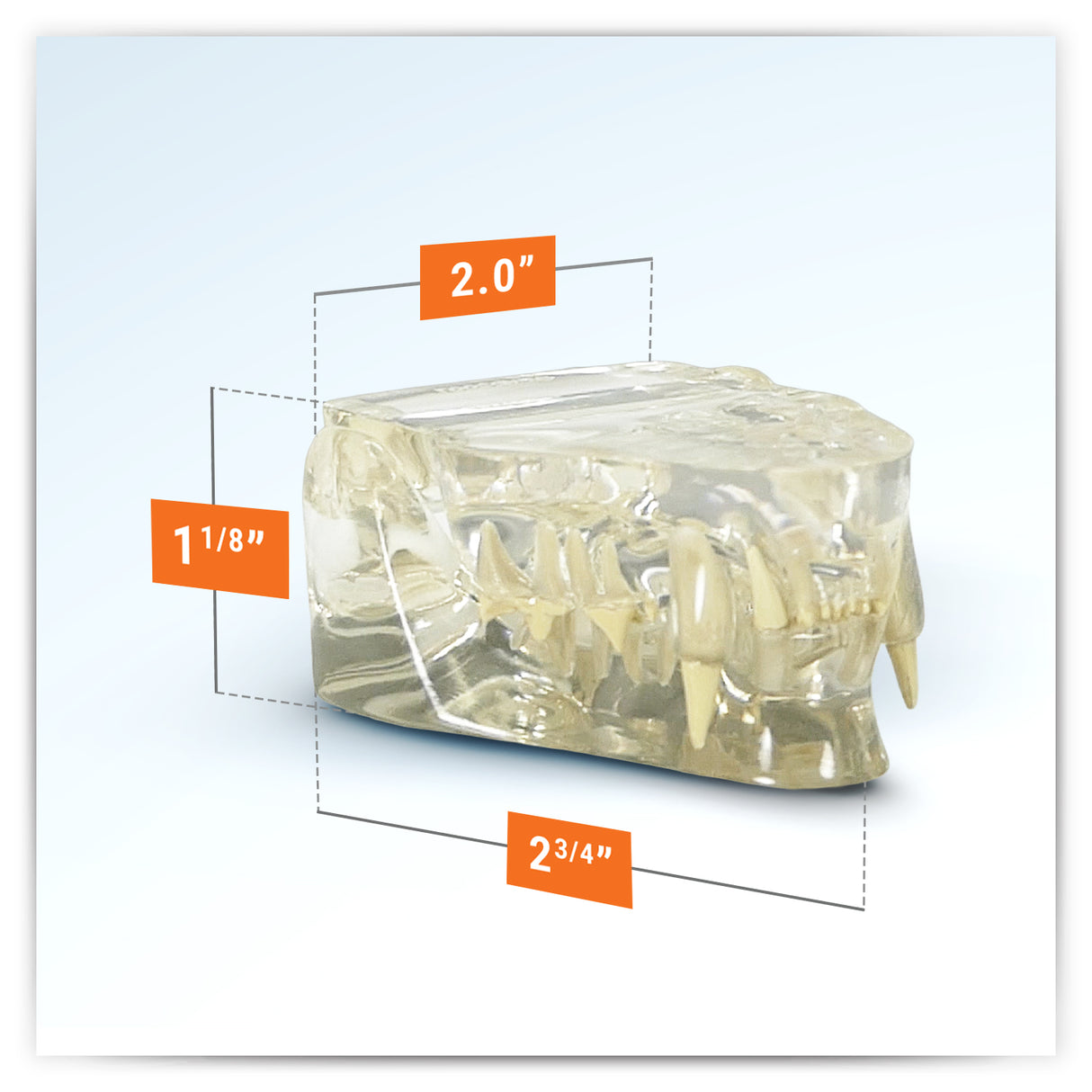 Feline Jaw Model with Teeth, Clear