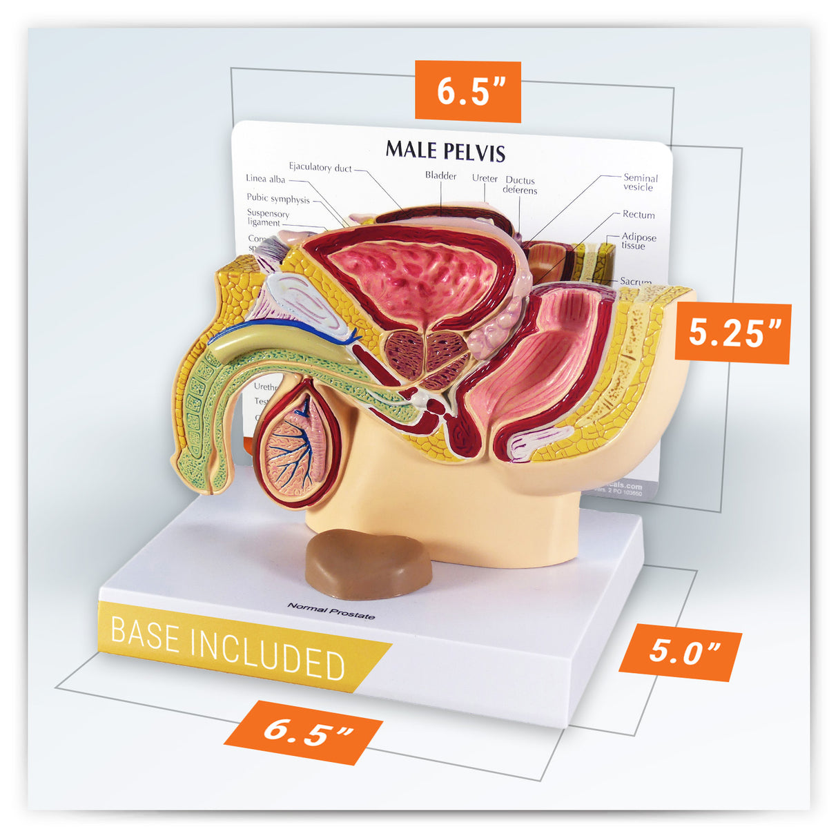 Male Pelvis Model with Prostate