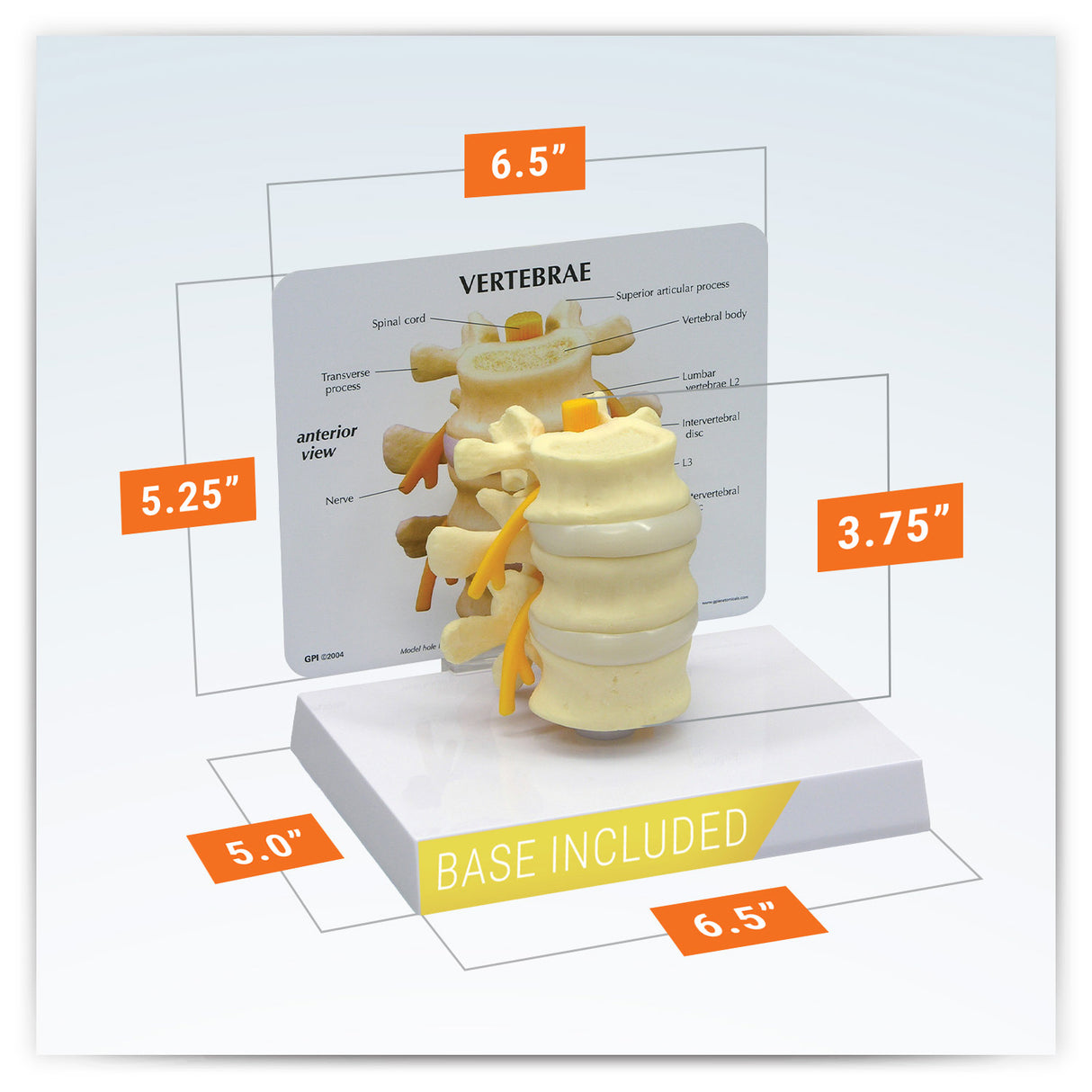 Basic Vertebrae Model with L2, L3, and L4