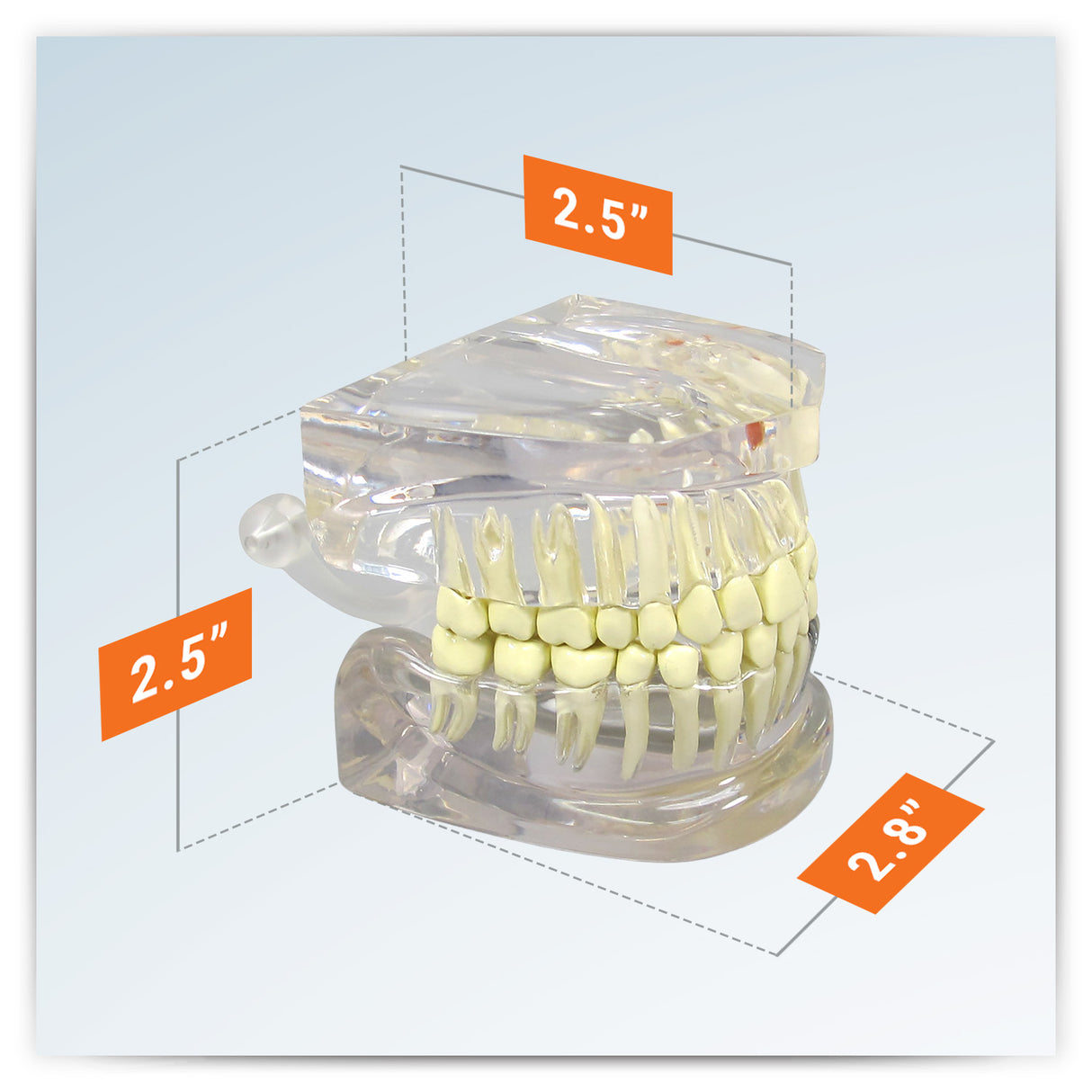 Teeth Model, Clear