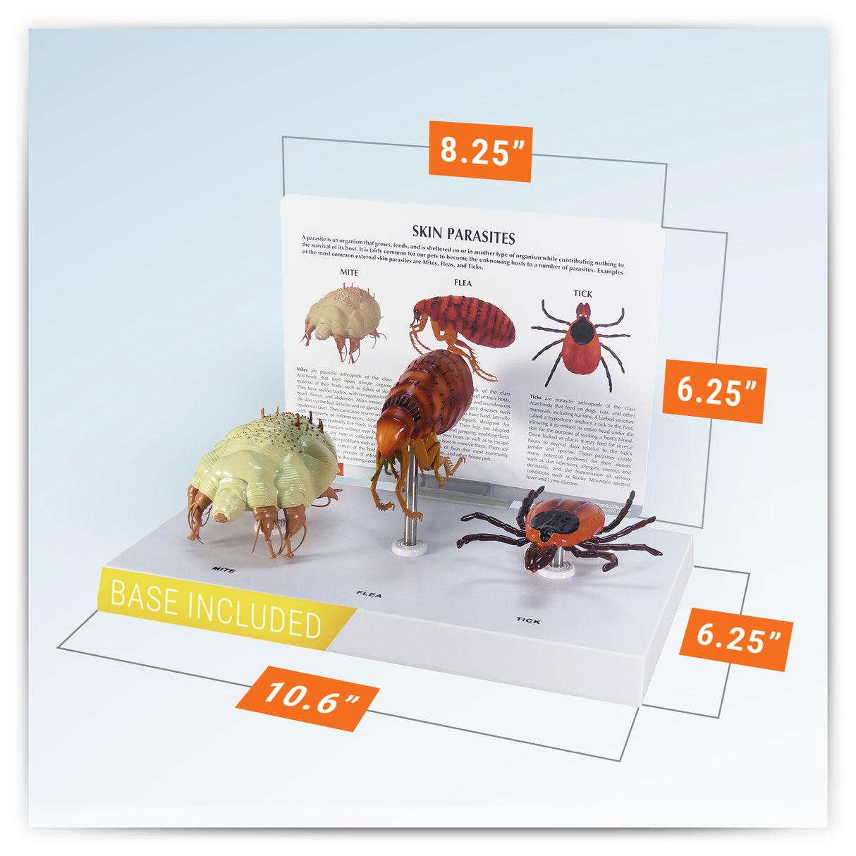 Canine Skin Parasites Model