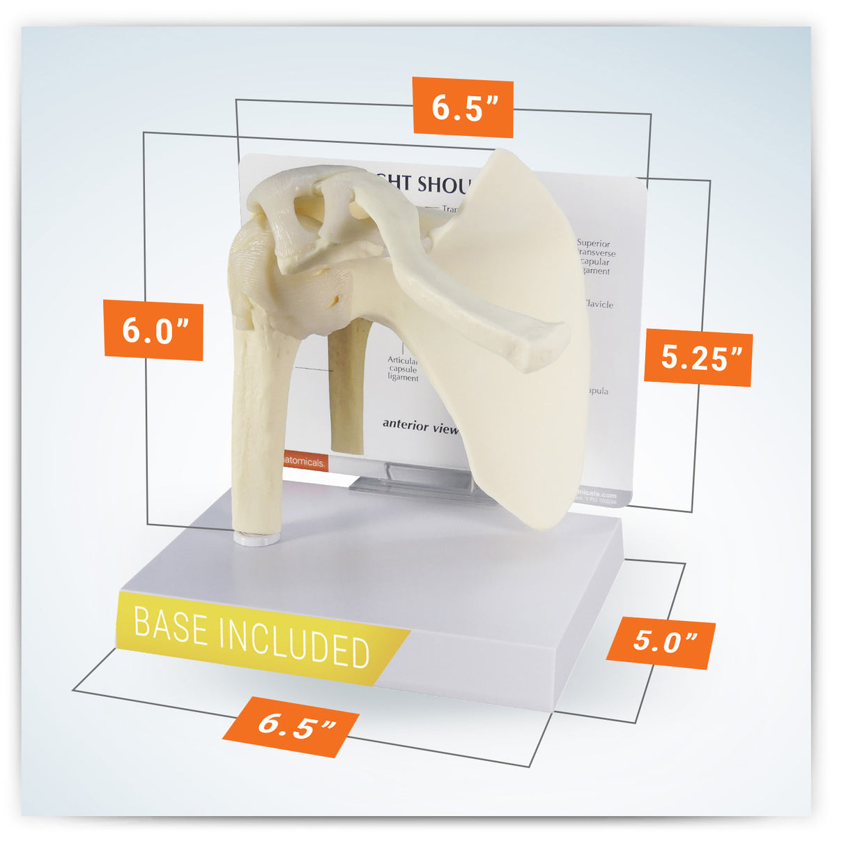 Basic Shoulder Model