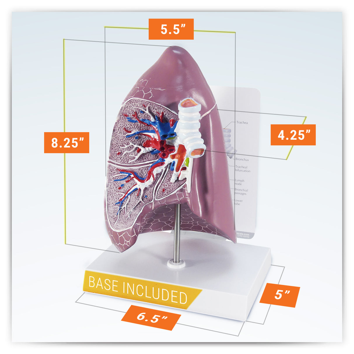 Normal Lung Model