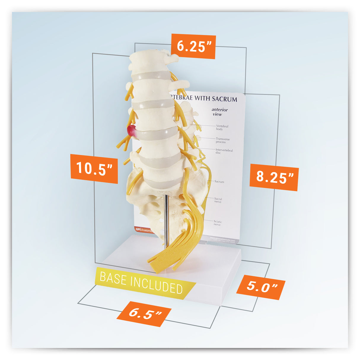 5-Piece Vertebrae Model with Sacrum