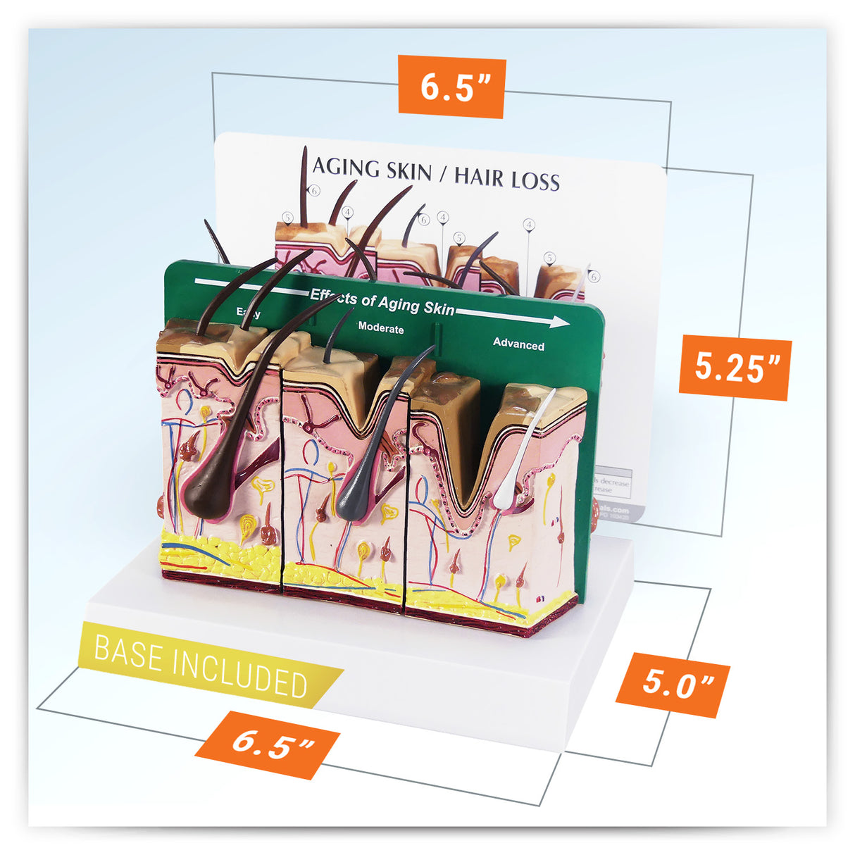 Aging Skin and Hair Loss Model