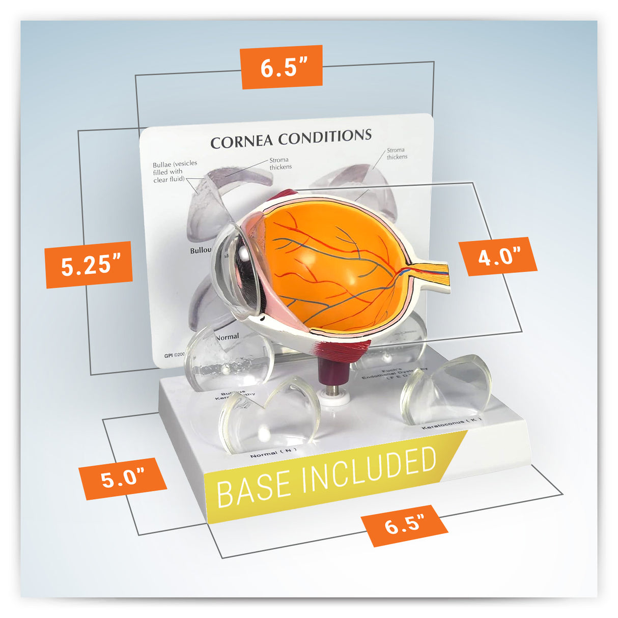 Cornea Eye Model