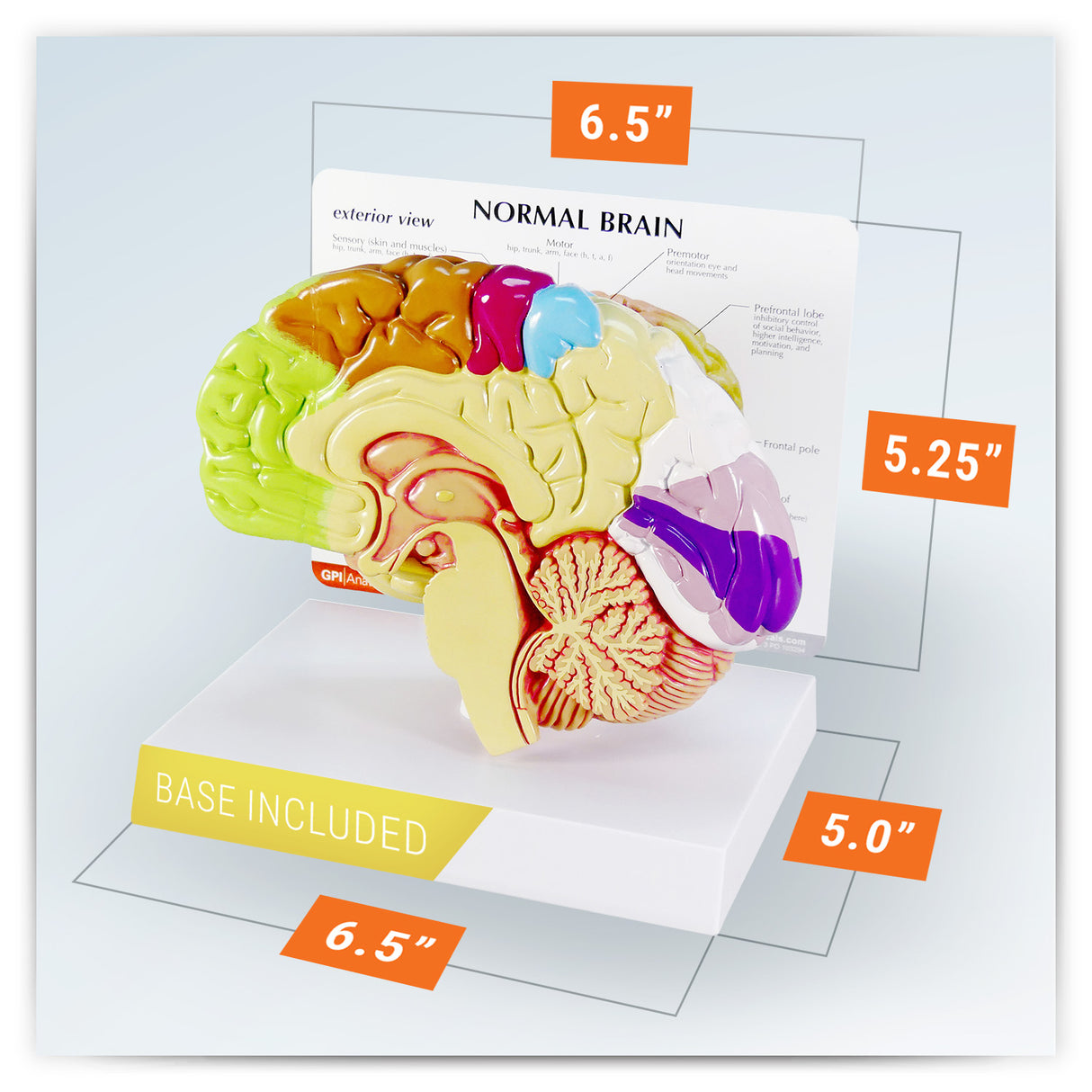 Half Brain Model