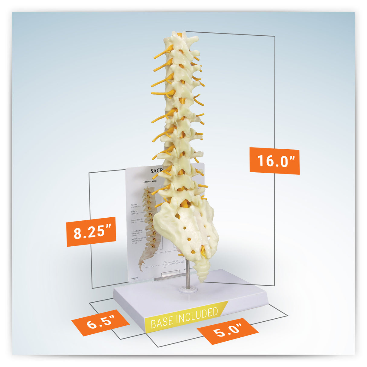 Sacrum T8 Spine Model with L-1 through L-5 and T-12 through T-8