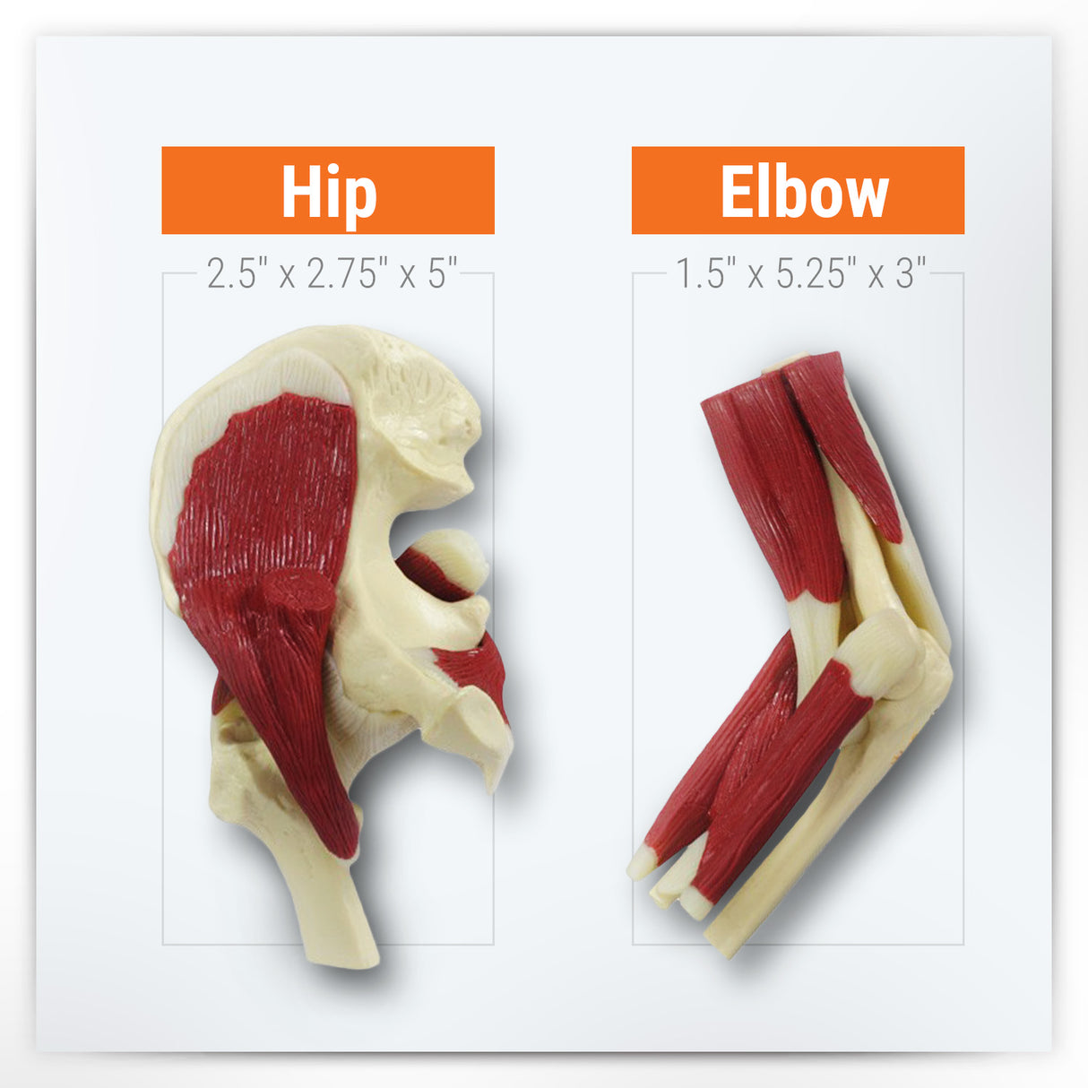 Mini-Muscled Joint Model with Hip, Shoulder, Knee, and Elbow