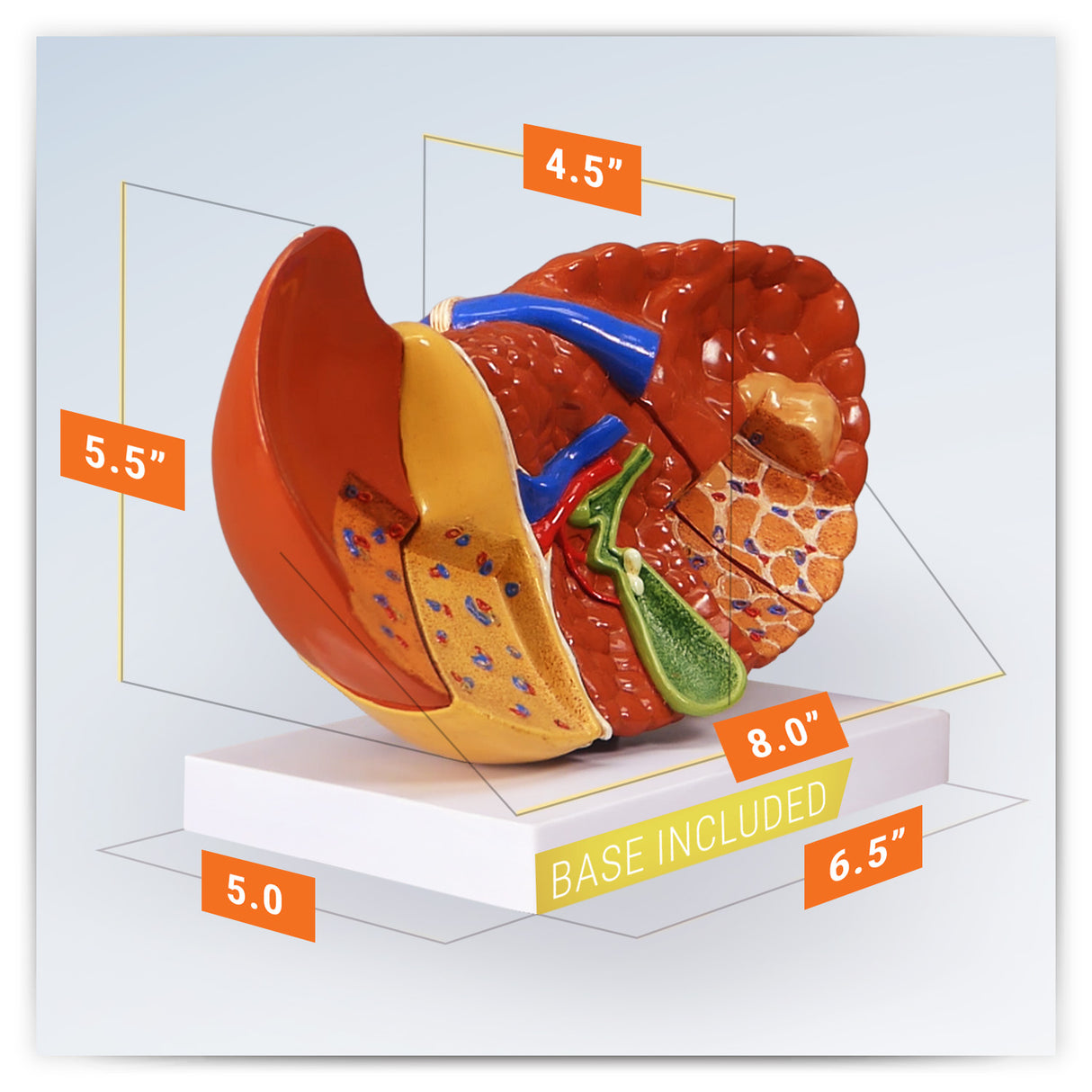 Liver Model with Common Pathologies