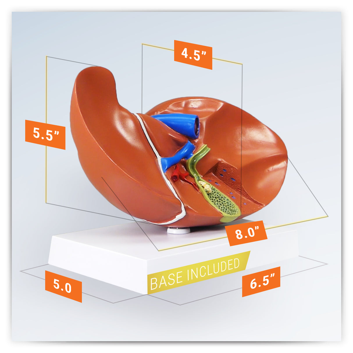 Liver and Gallbladder Model