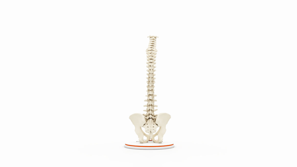 Normal Spine