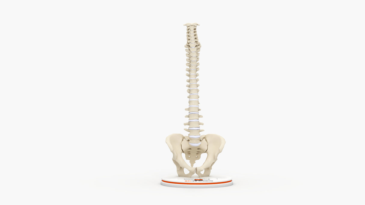 Normal Spine