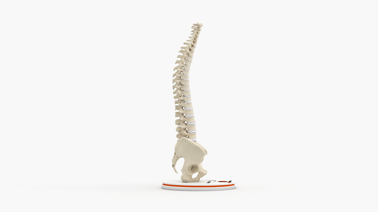 Normal Spine