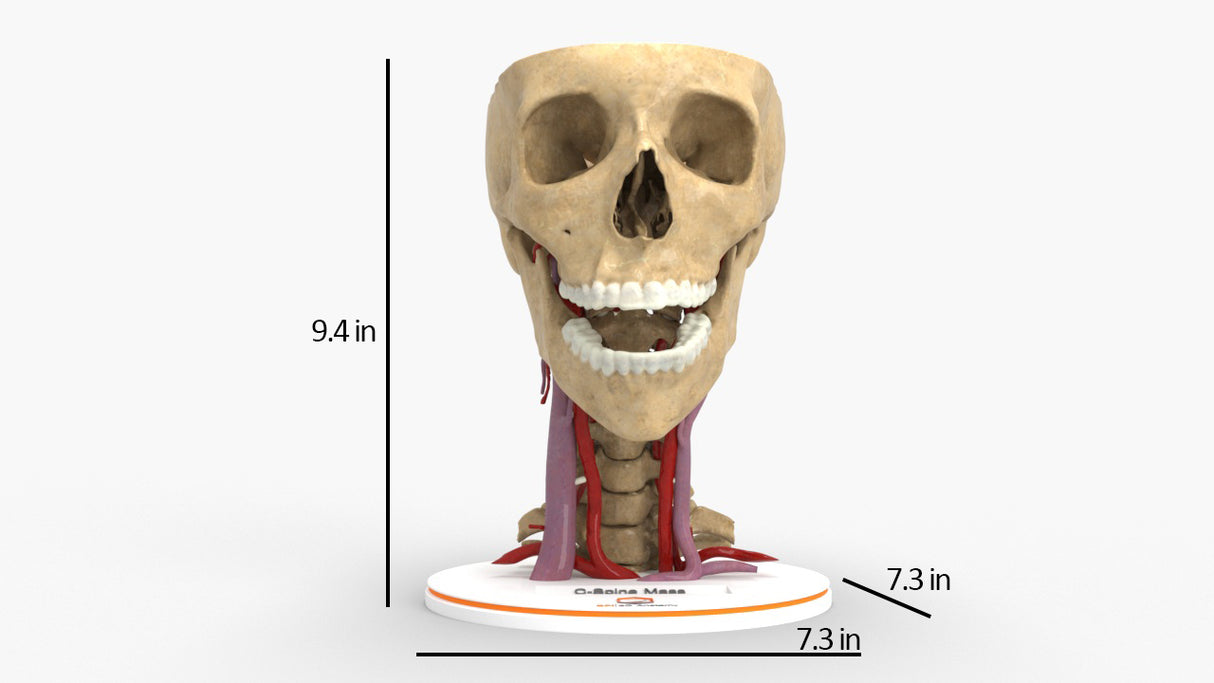 Realistic Cervical Spine Mass - Female, 19 Years