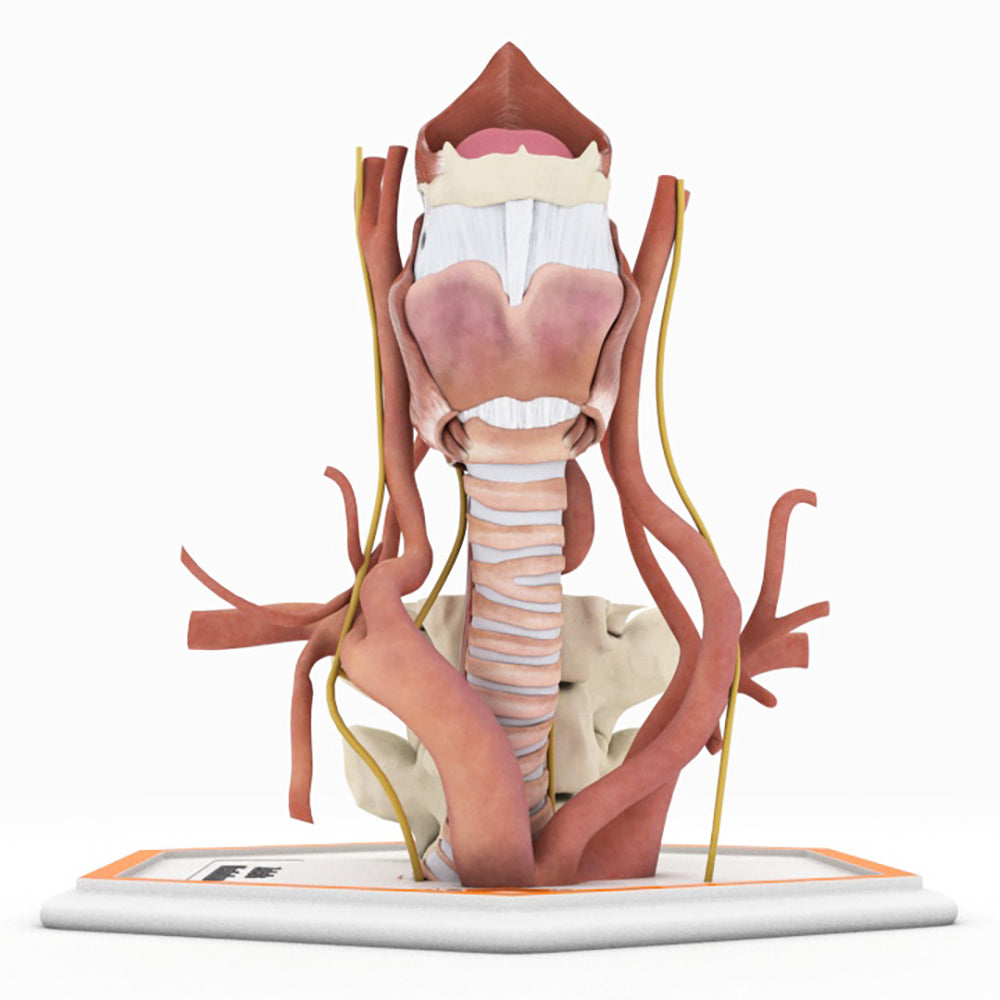 Zenker's Diverticulum (Pharyngoesophageal Diverticulum)