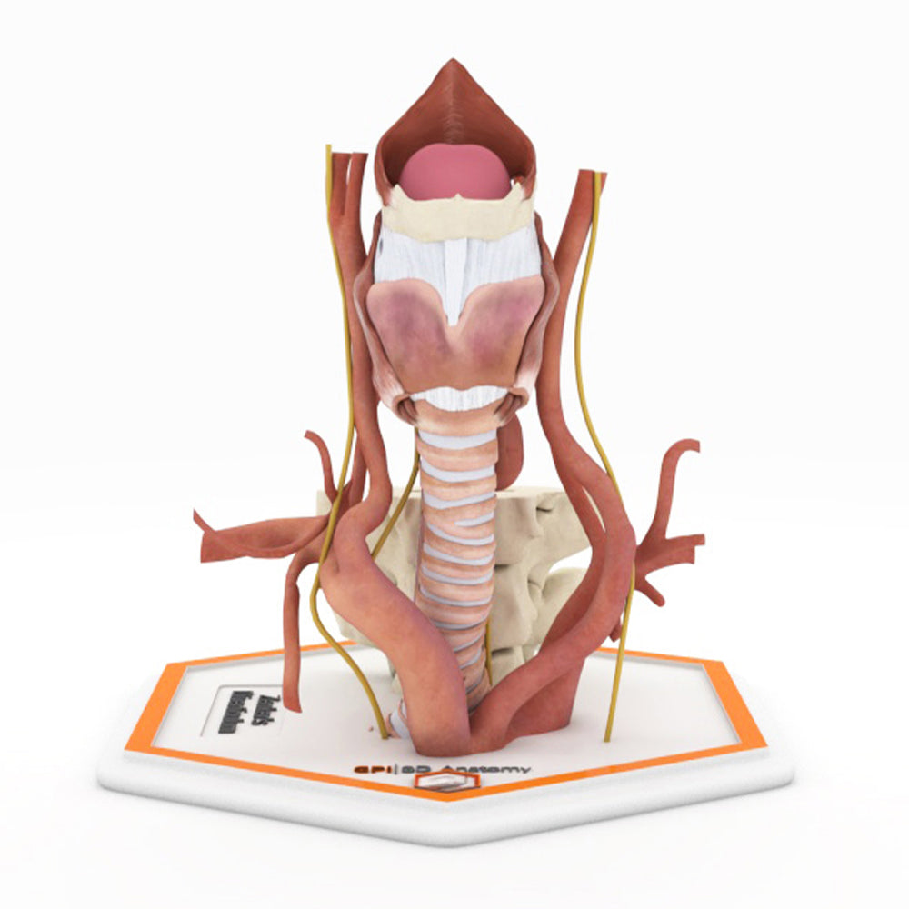 Zenker's Diverticulum (Pharyngoesophageal Diverticulum)