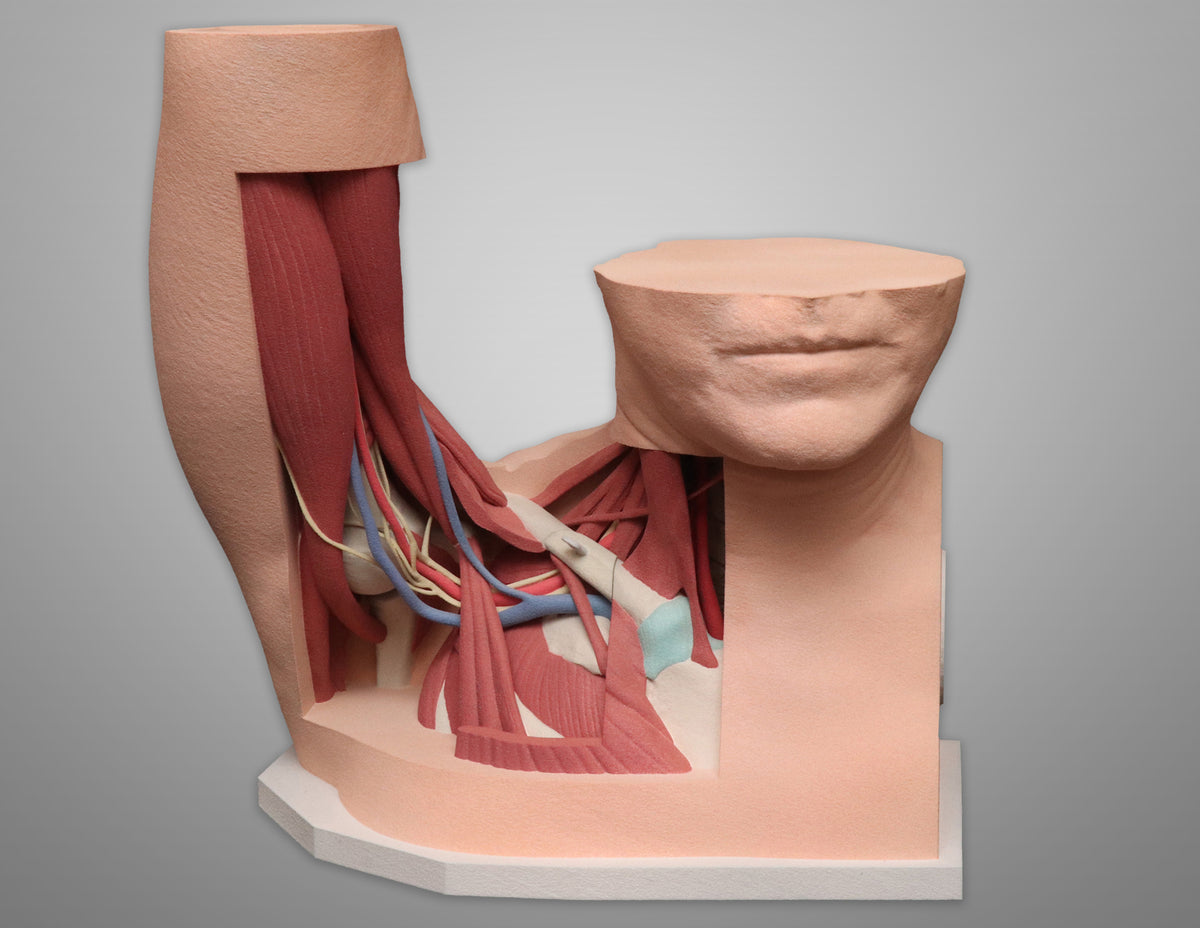 Custom 3D Anatomy Models | Thoracic Outlet Syndrome (TOS) | Thoracic ...