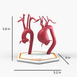 Supracoronary Ascending Aortic Aneurysm and Normal