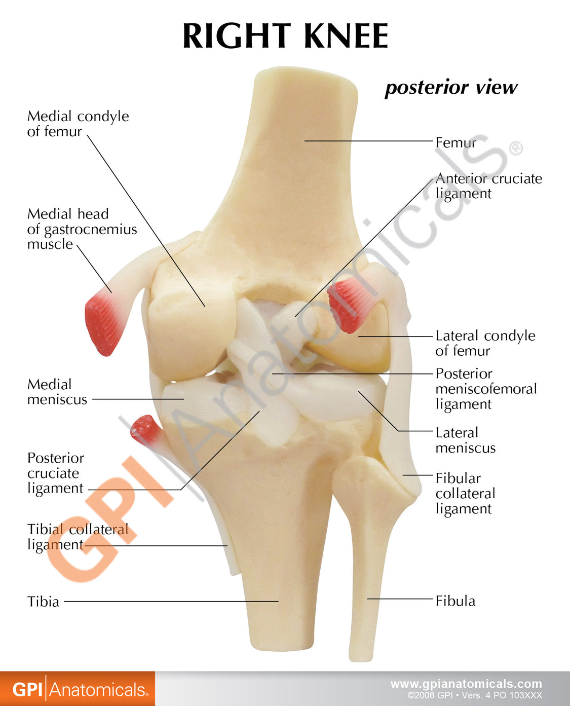 Basic Knee – GPI 3D Anatomy