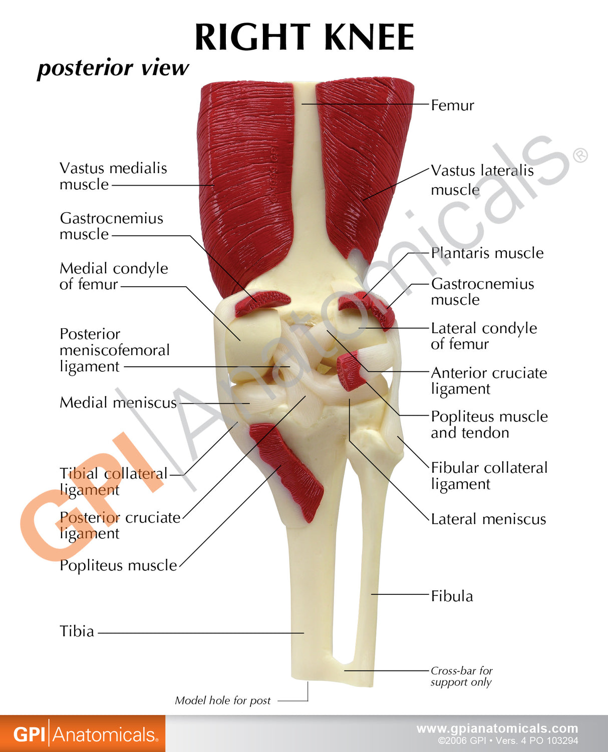 Muscled Knee