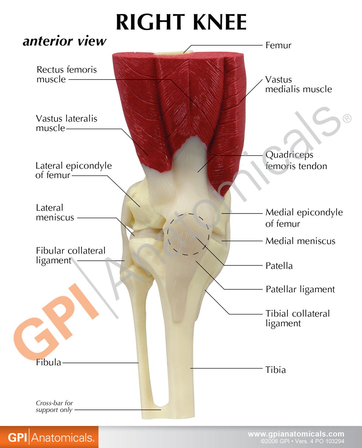 Muscled Knee