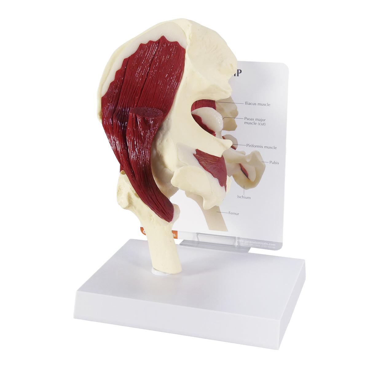 Muscled Hip Model