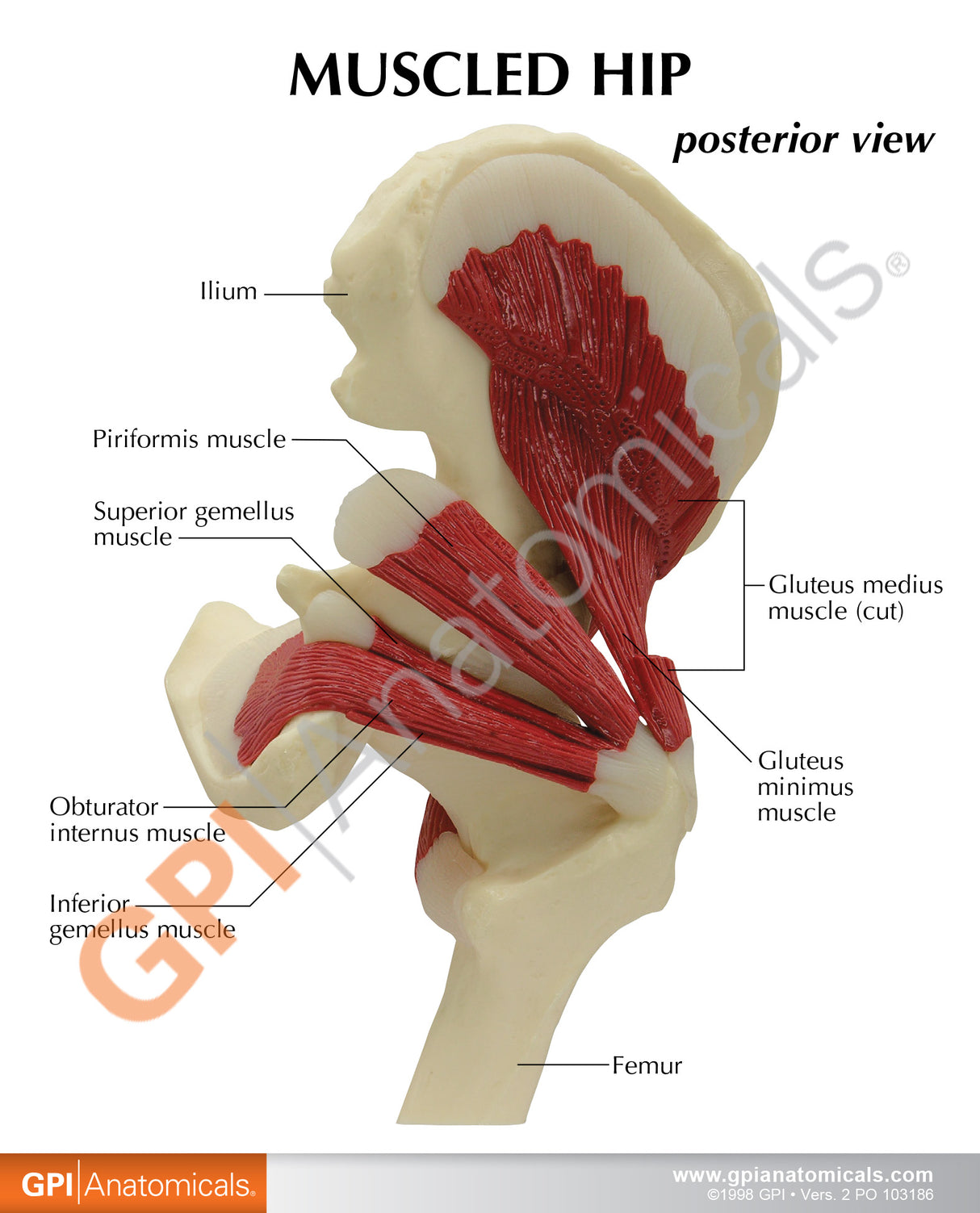 Muscled Hip Model