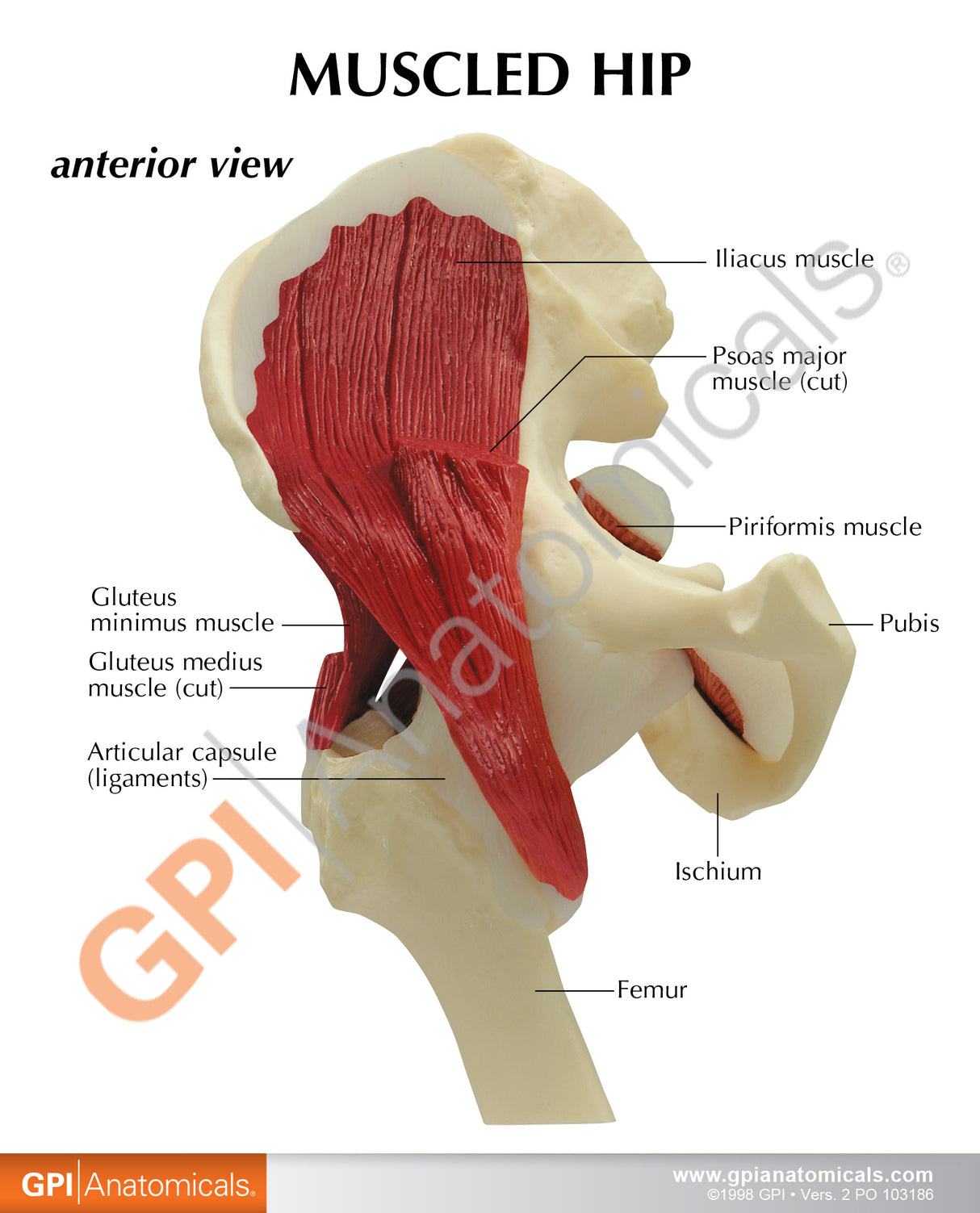Muscled Hip Model