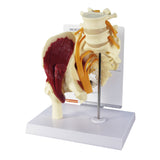 Muscled Hip Model with Sciatic Nerve