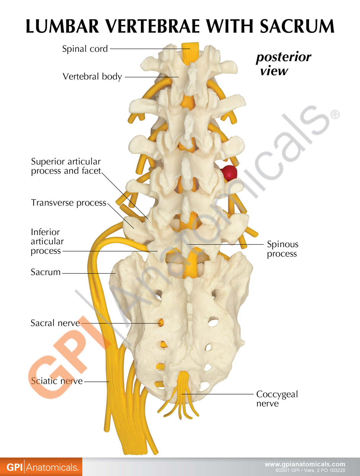 5-Piece Vertebrae Model with Sacrum