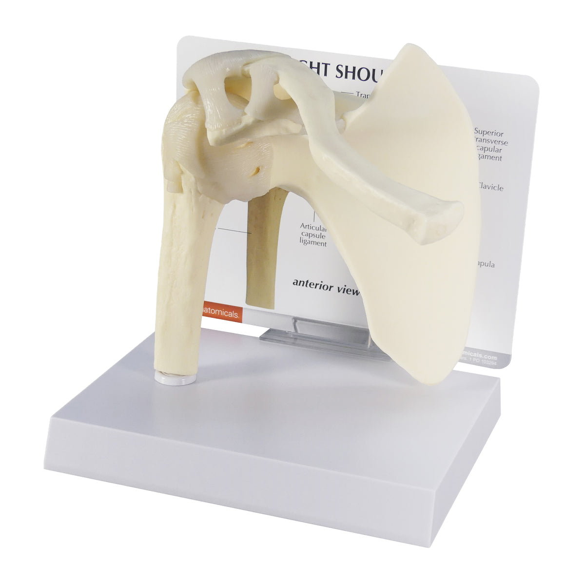 Basic Shoulder Model – GPI 3D Anatomy