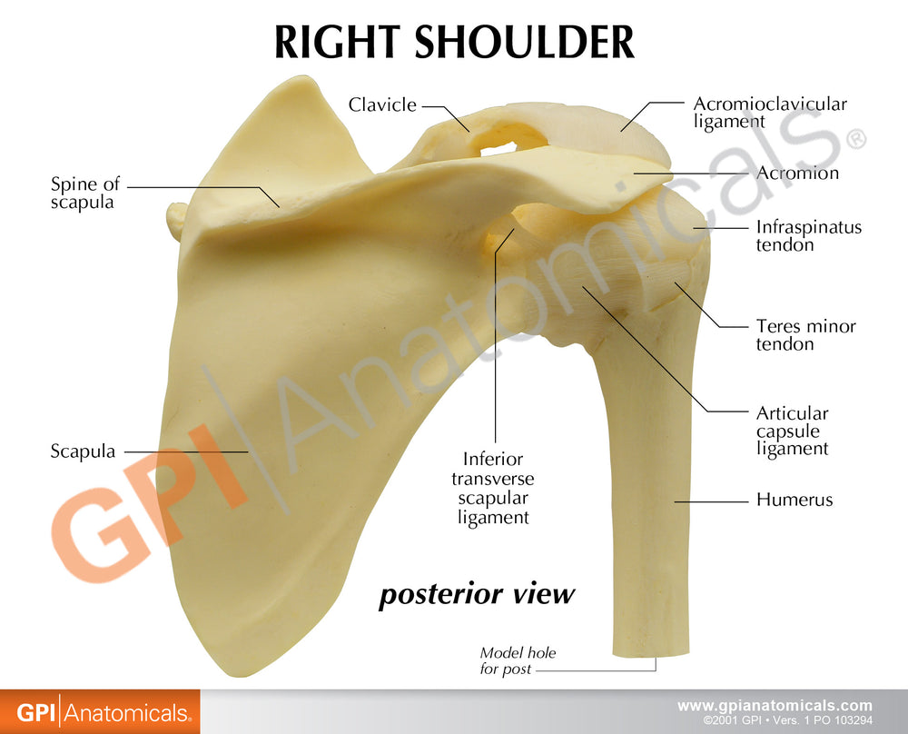 Basic Shoulder Model – GPI 3D Anatomy