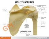 Basic Shoulder Model