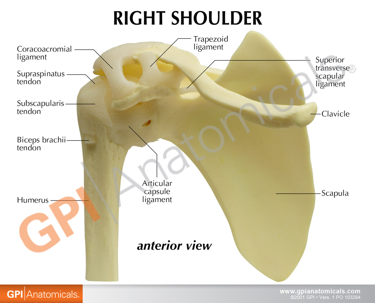 Basic Shoulder Model