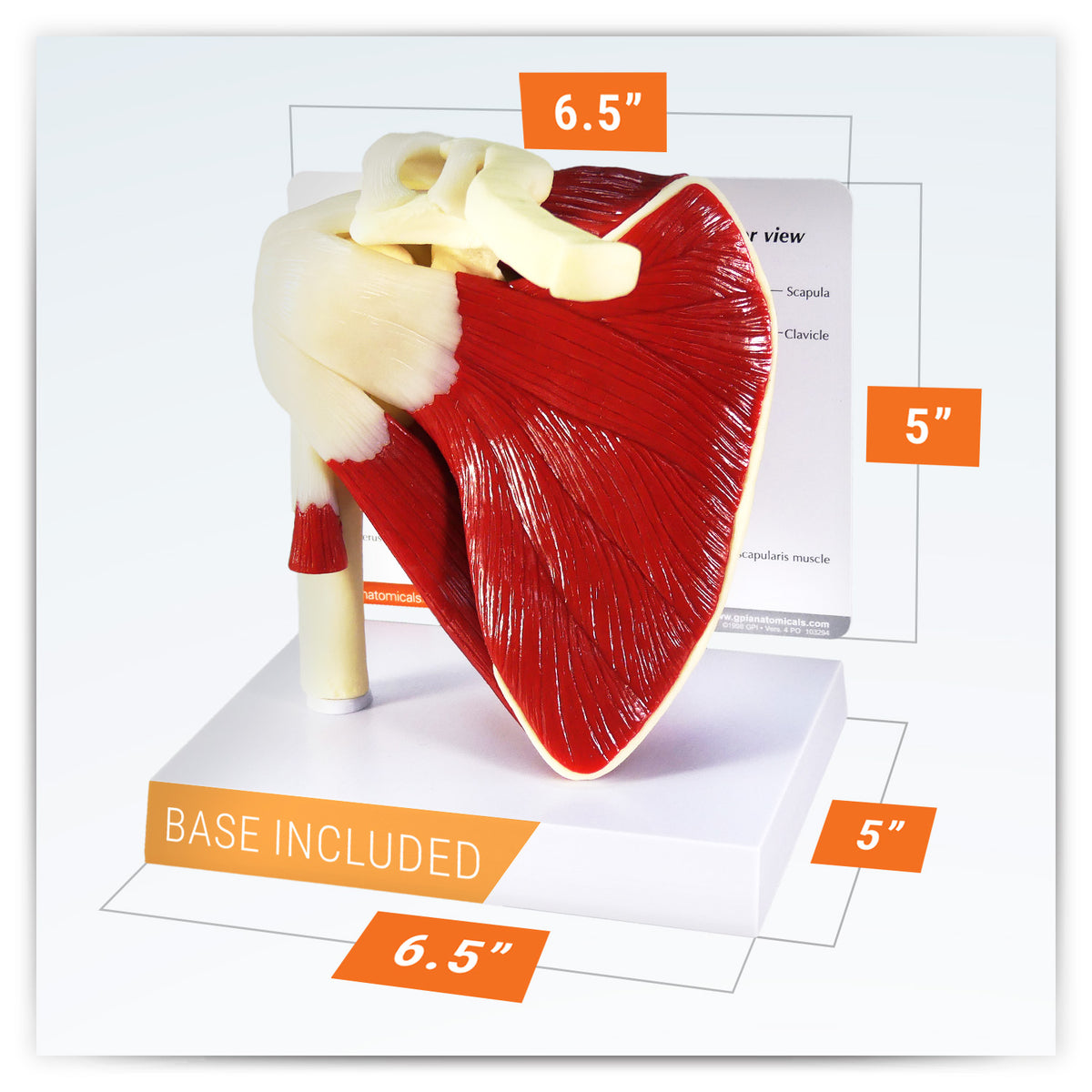 Shoulder Model Dynamic Muscled Shoulder Model – GPI 3D Anatomy