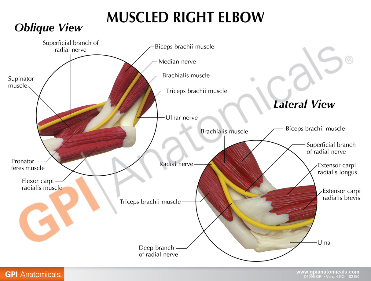 Muscled Elbow Model