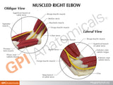 Muscled Elbow Model