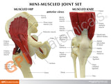 Mini-Muscled Joint Model with Hip, Shoulder, Knee, and Elbow