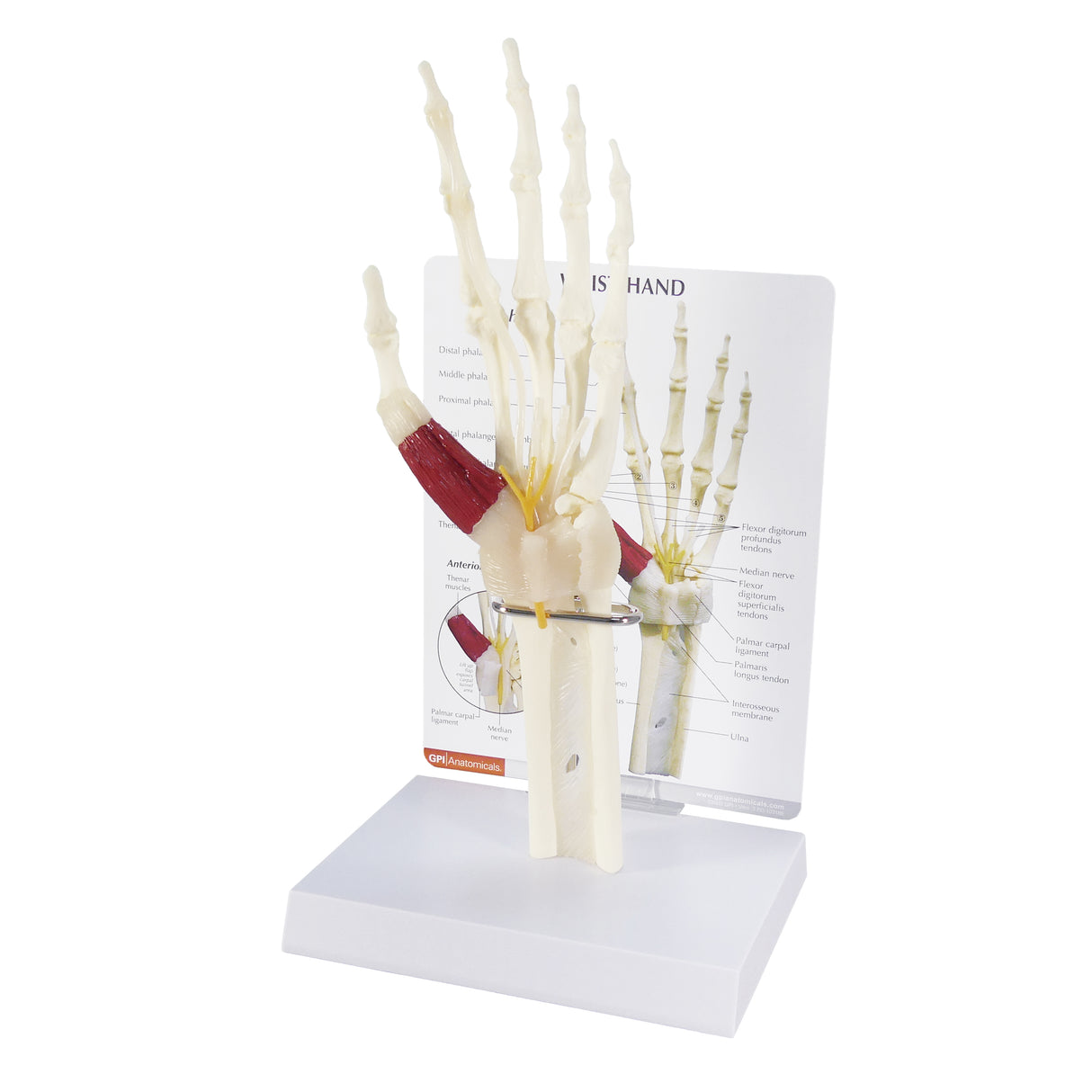Hand and Wrist Model