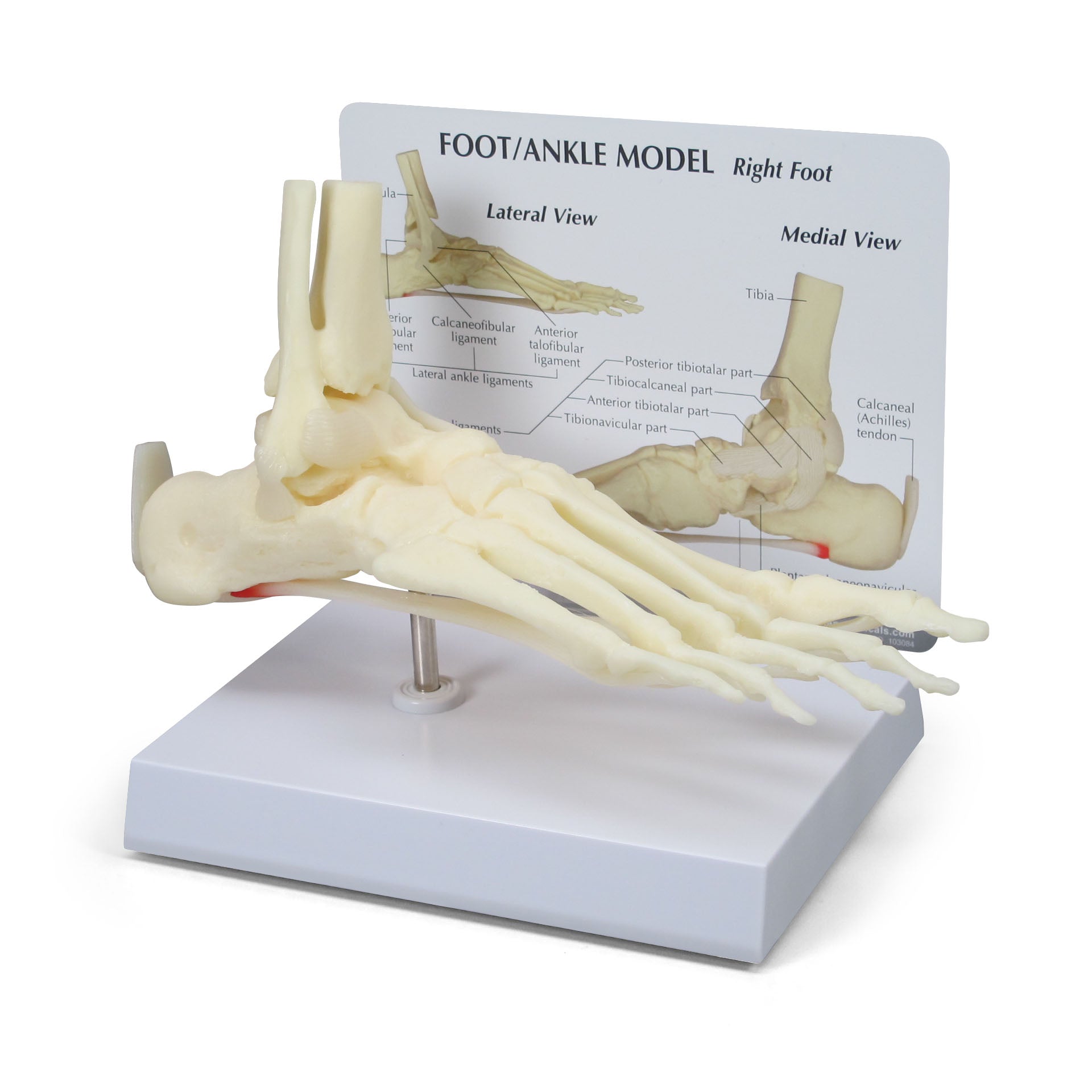 Foot and Ankle Model – GPI 3D Anatomy