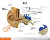 Ear Model