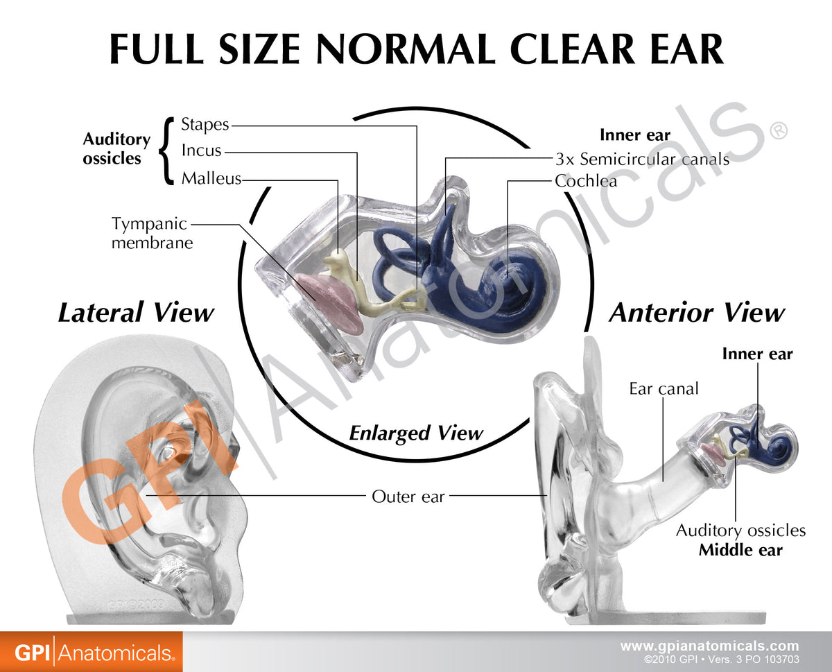 Translucent Ears Clear Ear Education Card – GPI 3D Anatomy