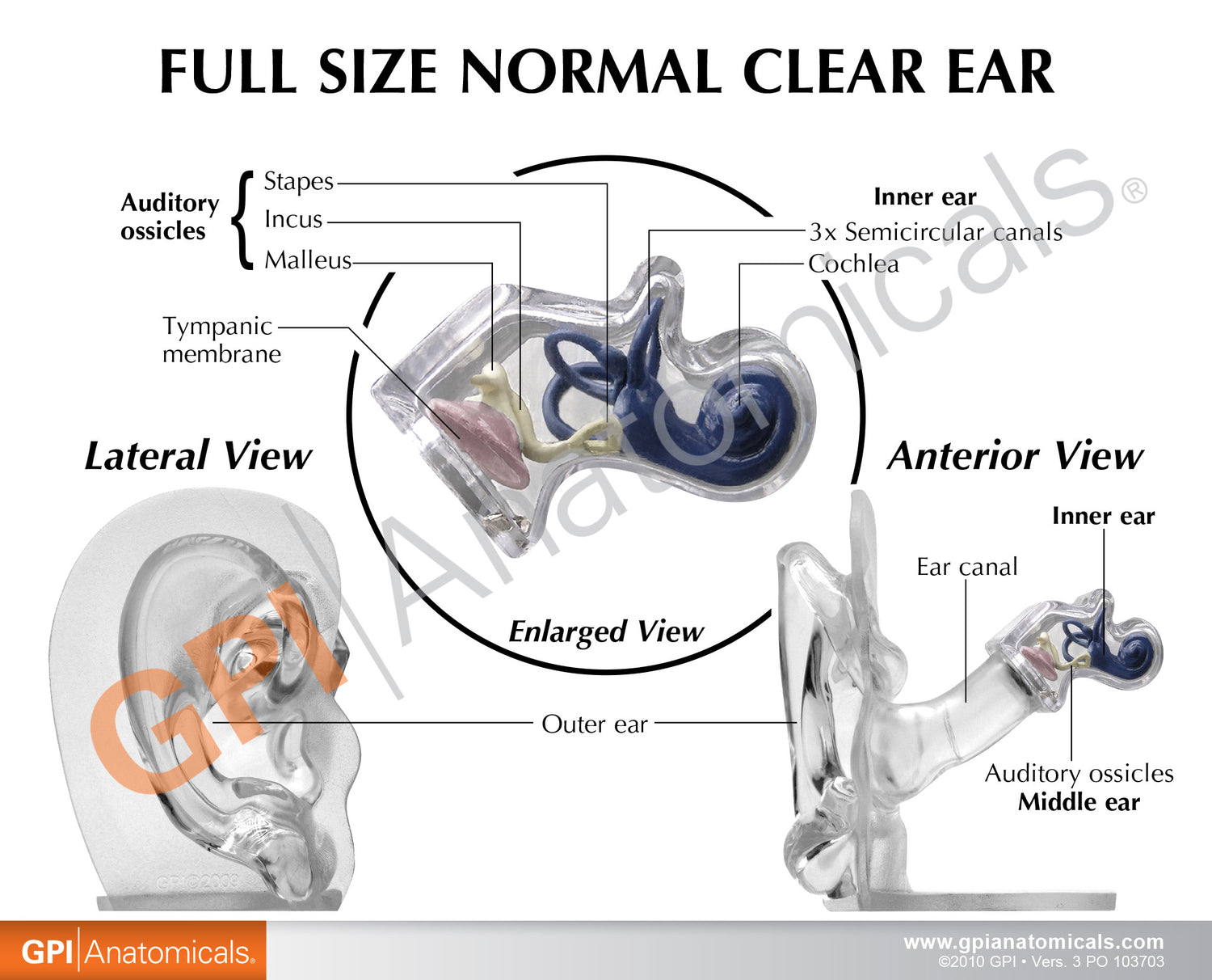 Ear Model, Clear – GPI 3D Anatomy