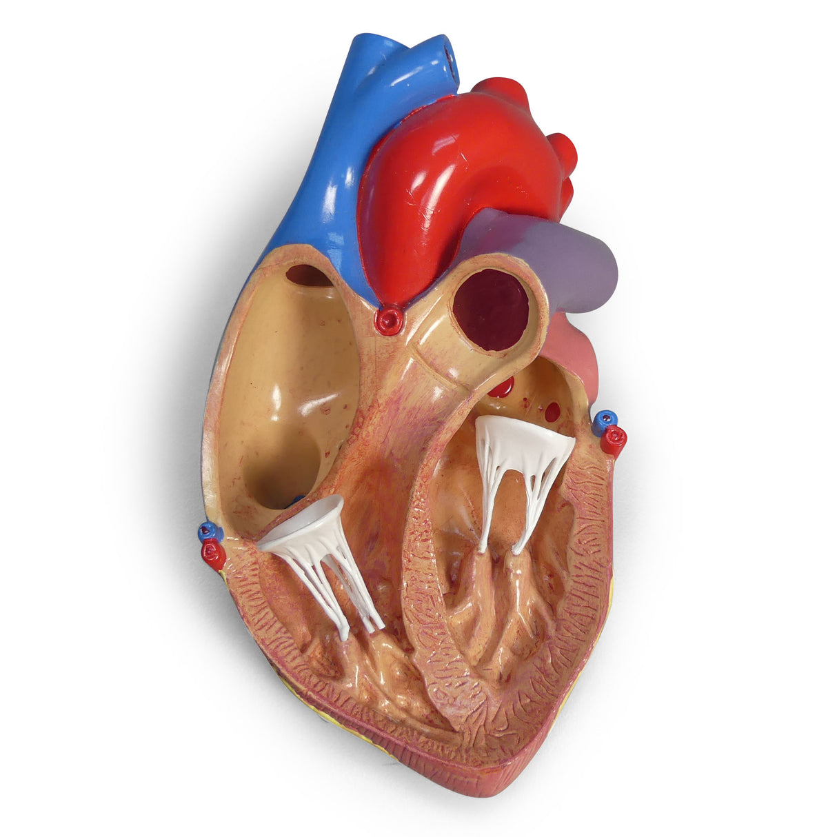 Heart Model – GPI 3D Anatomy