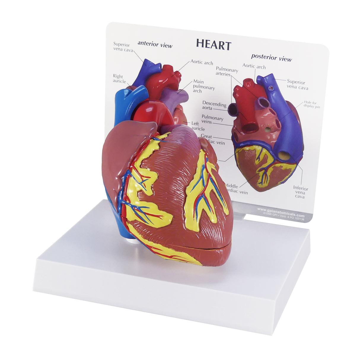Heart Model