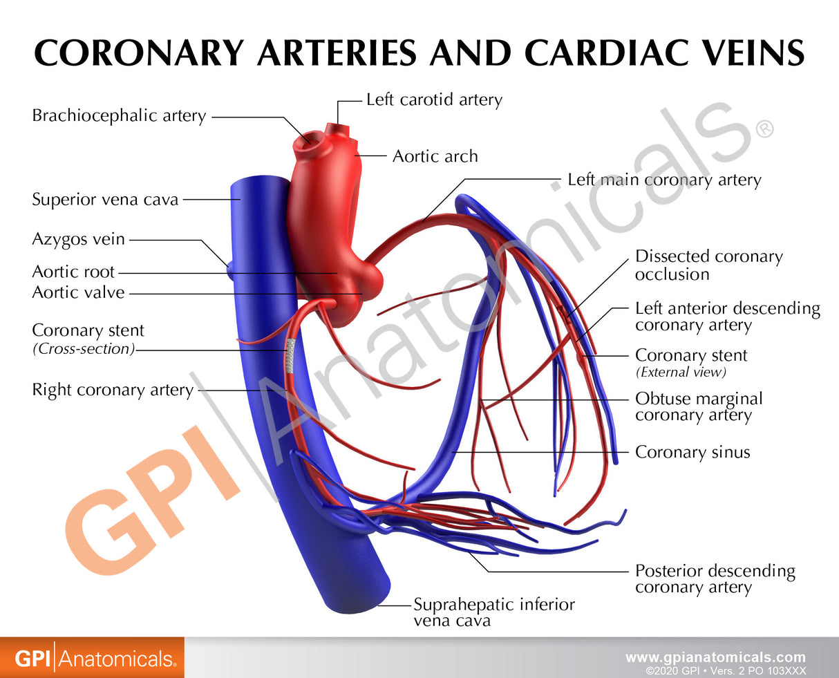 Coronary Arteries and Cardiac Veins Heart Model